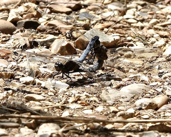 black-tailed skimmer